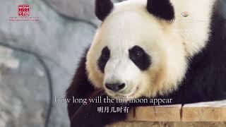 Amazing China Stories of Panda - Warm Friendship