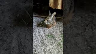 rabbit while eating grass