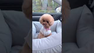 Cute Animals |Funny animals Reaction 2021#727.