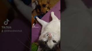 Котик и собака.funny cat #shorts