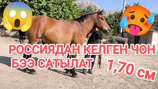 РОССИЯДАН КЕЛГЕН 1,70 🥵ӨТӨ 😱 ЧОН БЭЭ САТЫЛАТ ЖЕТИШИП КАЛ ☎️0770432339