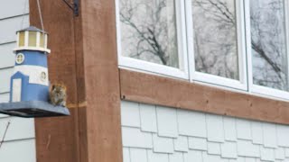 busted at the feeder at Betty's pies 🥧 red squirrel is so funny