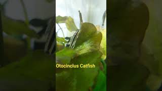 Dwarf Sucker #Otocinclus #catfish

#aquarium