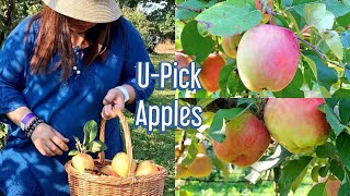 U-pick Apples (Abbotsford- B.C., Canada)