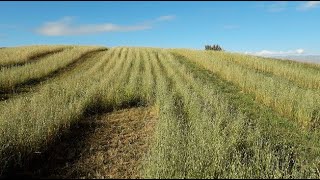 Improved pasture for fertile soil (summary)