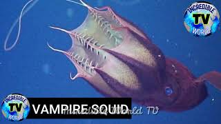 15 Scary Sea Creatures That Actually Exist Part 2 | Reviewed By Incredible World TV