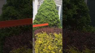 How to trim bushes easily in America #youtubeshorts #shorts