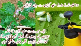 Pesticide & Fertilizer for Sabzi ka Poda | Podon k Keere Kaise Maare? Baingan k phool jharne se Roke