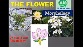 The Flower and its Morphology/what is the Flower? Floral Organs of Flowers/Plant Morphology/Anatomy