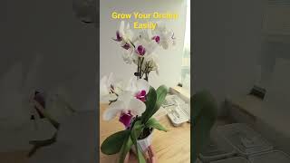 Discover the Simplest Way to Grow Your Orchid without Overwatering