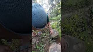 Cara Memancing Chana Limbata(Locality Java) #shorts #chana #ikanhias #ikanpredator