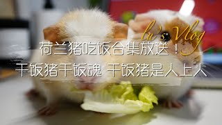 我家猪猪成年啦！接回家四个月里的【荷兰猪吃饭合集】放送！干饭猪干饭魂 干饭猪是人上人~