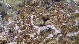 Sea urchins on beach in Split