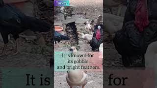 Turkey Bird: Surprising Facts! 🦃 #shortvideo #shorts #birdsvideo #jayandjezz