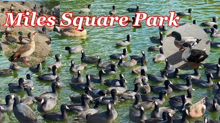 Miles Square Park Fishing l Cuối tuần mấy cha con đi câu cá l Chim, Vịt ở Mỹ ai nuôi #fishing #duck