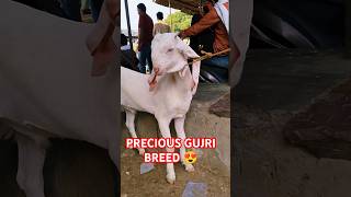 GUJRI BREED PRECIOUS 💞 #goat #bakridsheep #livestock #cow #bakridsheeps #cowgoat #animals