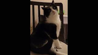 Liam does something silly as well 😝😹#cat #catlover #catfunny #Liam #catfunnyvideo