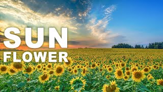 Sunflower Fields in Full Bloom!  Tamilnadu