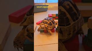 Unstoppable Tortoise! #fiesty #unstoppable #tortoise #trending