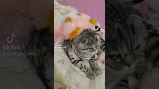 Кот, Та Тань! Смешные Видео про Животных, Котэ Расстаётся, Кошки и Котята #shorts #cat #fyp