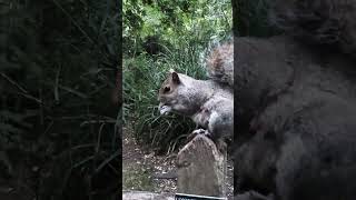 hungry squirrel 's evening meal