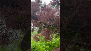 Pink tree and the rain #nature #tree #trees #pink