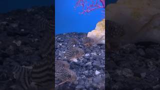 Spotted Cory cats