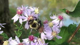 FLOWERS AND BEES POLLINATE/ NATURE/ RELAXING MUSIC