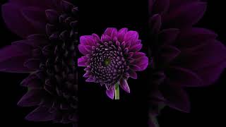 Time Lapse of Blooming Purple Dahlia Flower #shorts