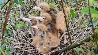 Baby Birds Like a Group Of Monkeys On The Nest