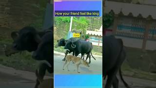 Local king #dog #king #trend #comedy #viralvideo