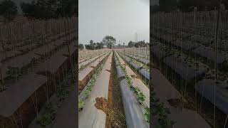 cucumber farming|| new variety cucumber farming #trending #viral #reels #farm #youtube #cucumber