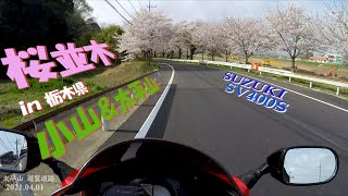 【モトブログ】桜並木をバイクで撮影 IN 栃木県 小山市塩沢＆大平山遊覧道路 SV400S 2021.04.01