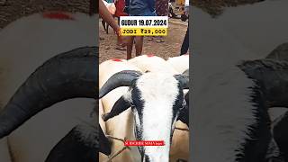 GUDUR Goat Market | Nellore Judipi Sales| JODI Price| #goat  #andhrapradesh #animals #shorts #india