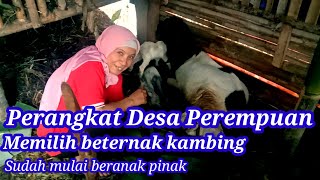 PERANGKAT DESA PEREMPUAN SUKSES  BETERNAK KAMBING [sudah mulai berkembang biak]