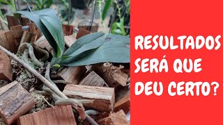 🟣 RESULTADOS DE REPLANTES DE ORQUÍDEAS PHALAENOPSIS