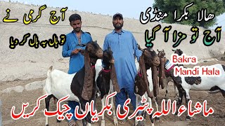 Live Soda And Live interview in Bakra Mandi Hala Sindh Latest Updates today