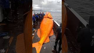 সাগরে ধরা পরা বিশাল মাছের বুদ্ধি - Big Fish Intelligence #fishing #fishingvideo #fish