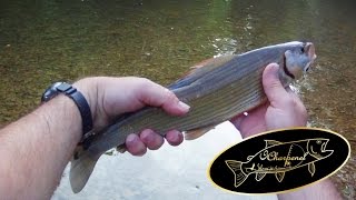 Coup du soir à la mouche dans le Jura, en No Kill