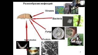 ЧТО МЫ ЗНАЕМ ОБ ИНФЕКЦИОННЫХ БОЛЕЗНЯХ НАСЕКОМЫХ?