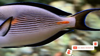 Fish in Aquarium || Unicornfish || Fish Short Video