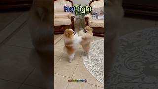 Cute Pomeranian Dog Fighting #pomeranian #trending #shorts @smilinganimals4uofficial