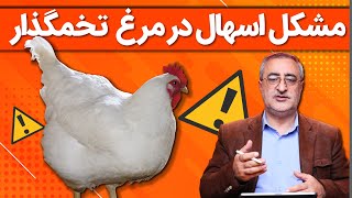 Diarrhea problem in laying hens مشکل اسهال در مرغ تخمگذار