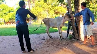 Cow Jumps When Owner catch for injection