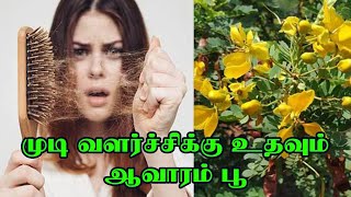 முடி வளர்ச்சிக்கு உதவும் ஆவாரம்பூ | Avarampoo Benefits in Tamil