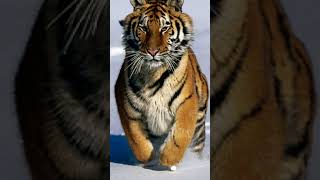 TIGRE SIBERIANO #shorts #remix #curiosidades #feline #tiger