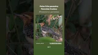 Peixe frito pavonino.               Pavonine Cuckoo.                  Dromococcyx pavoninus