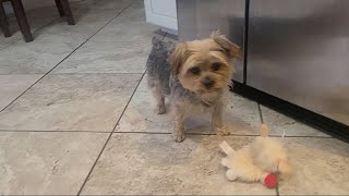 Rylie's Hysterical 'Play With Me' Demands!"🤣#yorkies #viralvideo #lambchop #Rylie #funny