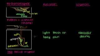 Ruffini's Ending and Hair Follicle Receptor