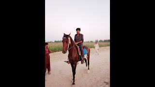 Ghora Owner Naeem Iqbal Joyia sahib. District Bakhar.  part 2